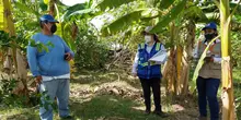 Cultivadores de frutas en el Huila trabajan mejor sus cosechas,  gracias al apoyo del Gobierno Nacional