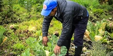 Huertos leñeros benefician a 822 familias nariñenses quienes contribuyen a frenar el cambio climático